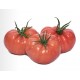 Gülköy F1 Domates Fidesi