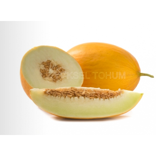 Işıl F1 Kavun Fidesi