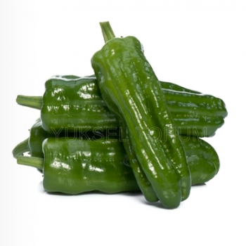 İstek F1 Dolma Biber Fidesi