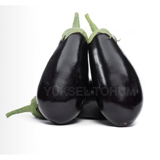 Karagül F1  Patlıcan Fidesi