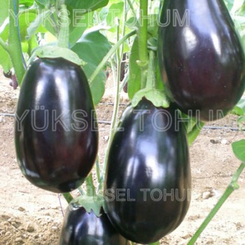 Karagül F1  Patlıcan Fidesi