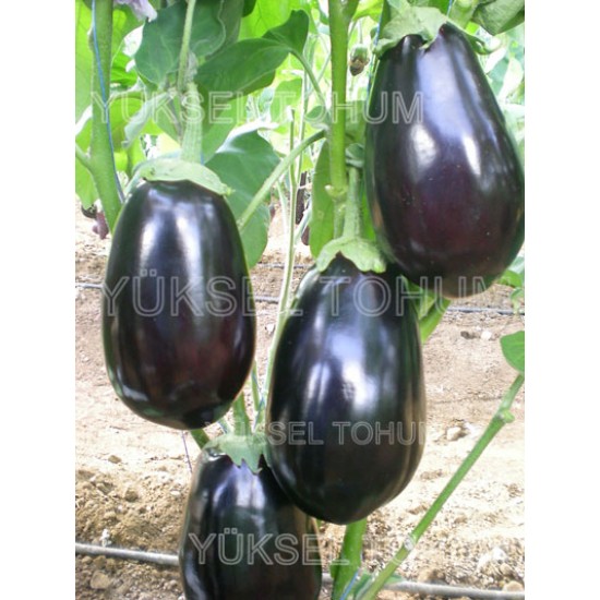 Karagül F1  Patlıcan Fidesi