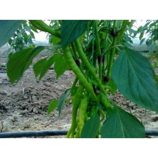 Kılçık F1 Tatlı Kıl Biber Fidesi