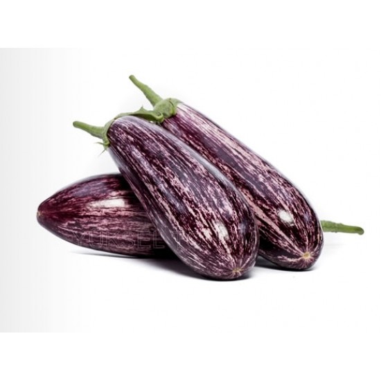 Kırçıl F1 Silindirik Patlıcan  Fidesi