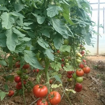 Maserati F1 Domates Fidesi