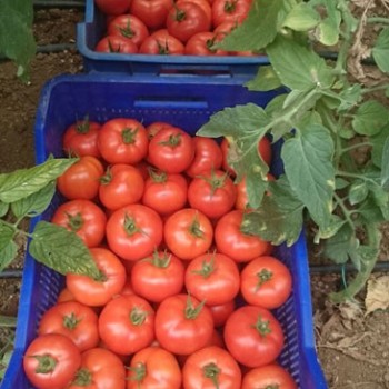 Maserati F1 Domates Fidesi