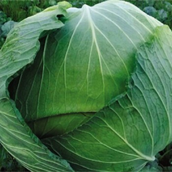 Tamarindo F1 Beyaz Lahana Fidesi