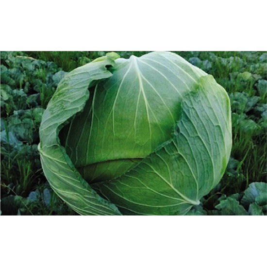 Tamarindo F1 Beyaz Lahana Fidesi