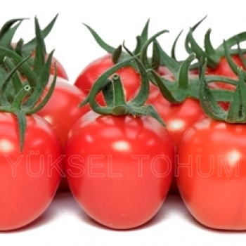 Vitamin F1 Domates Fidesi