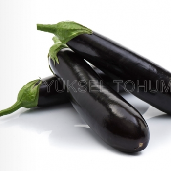Yakut F1 Silindirik Patlıcan Fidesi