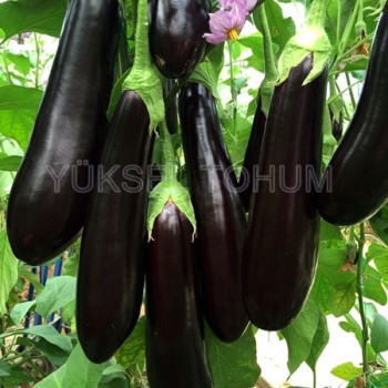 Yakut F1 Silindirik Patlıcan Fidesi