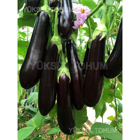 Yakut F1 Silindirik Patlıcan Fidesi