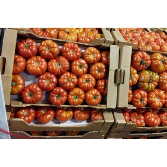 A-Z Yıldızköy F1 Domates Fidesi