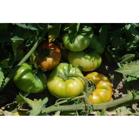 A-Z Yıldızköy F1 Domates Fidesi