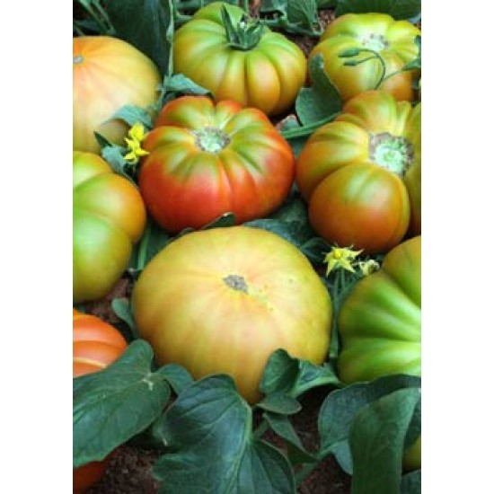 A-Z Yıldızköy F1 Domates Fidesi