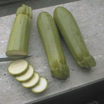 Topkapı F1 Kabak Fidesi