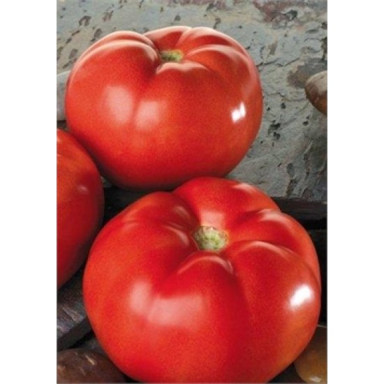 Troy F1 Oturak Domates Fidesi