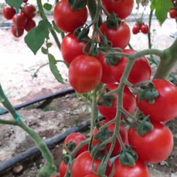Aşılı Trend F1 Kokteyl Domates Fidesi