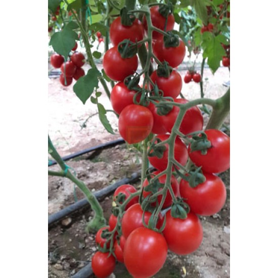 Aşılı Trend F1 Kokteyl Domates Fidesi