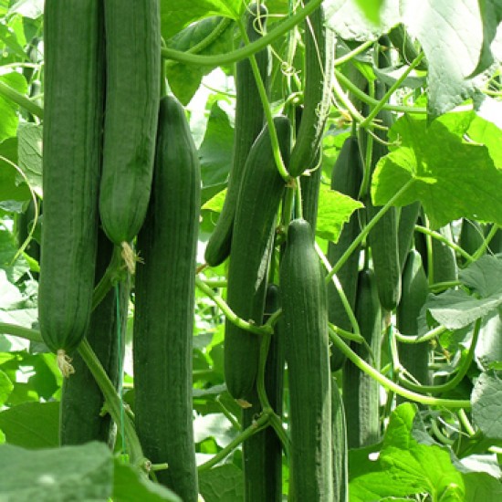 Civan F1 Uzun Hıyar Fidesi