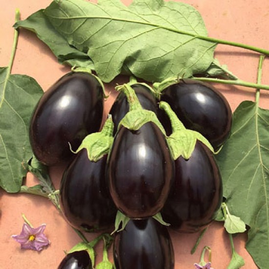 Ramiz F1 Topak Patlıcan Fidesi