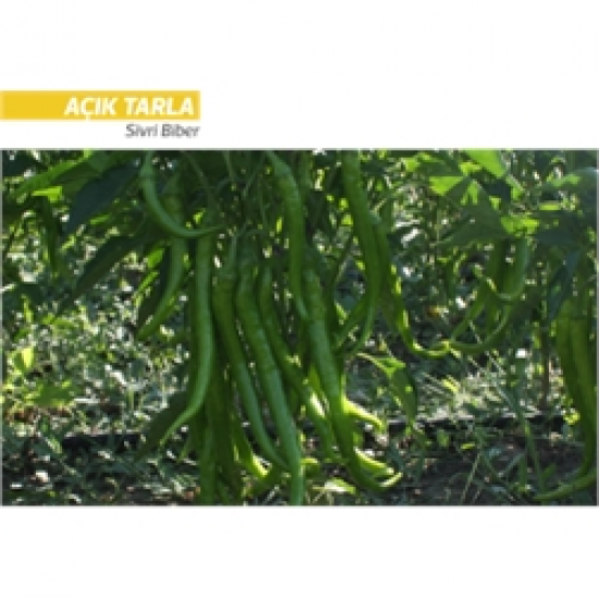 Zarif F1 Biber Fidesi