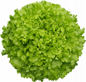 Maritima Kıvırcık Marul Fidesi - Görsel 1