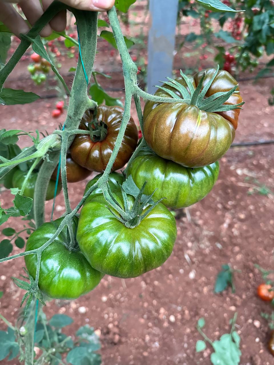 Alsancak FN F1 Domates Fidesi - Görsel 2