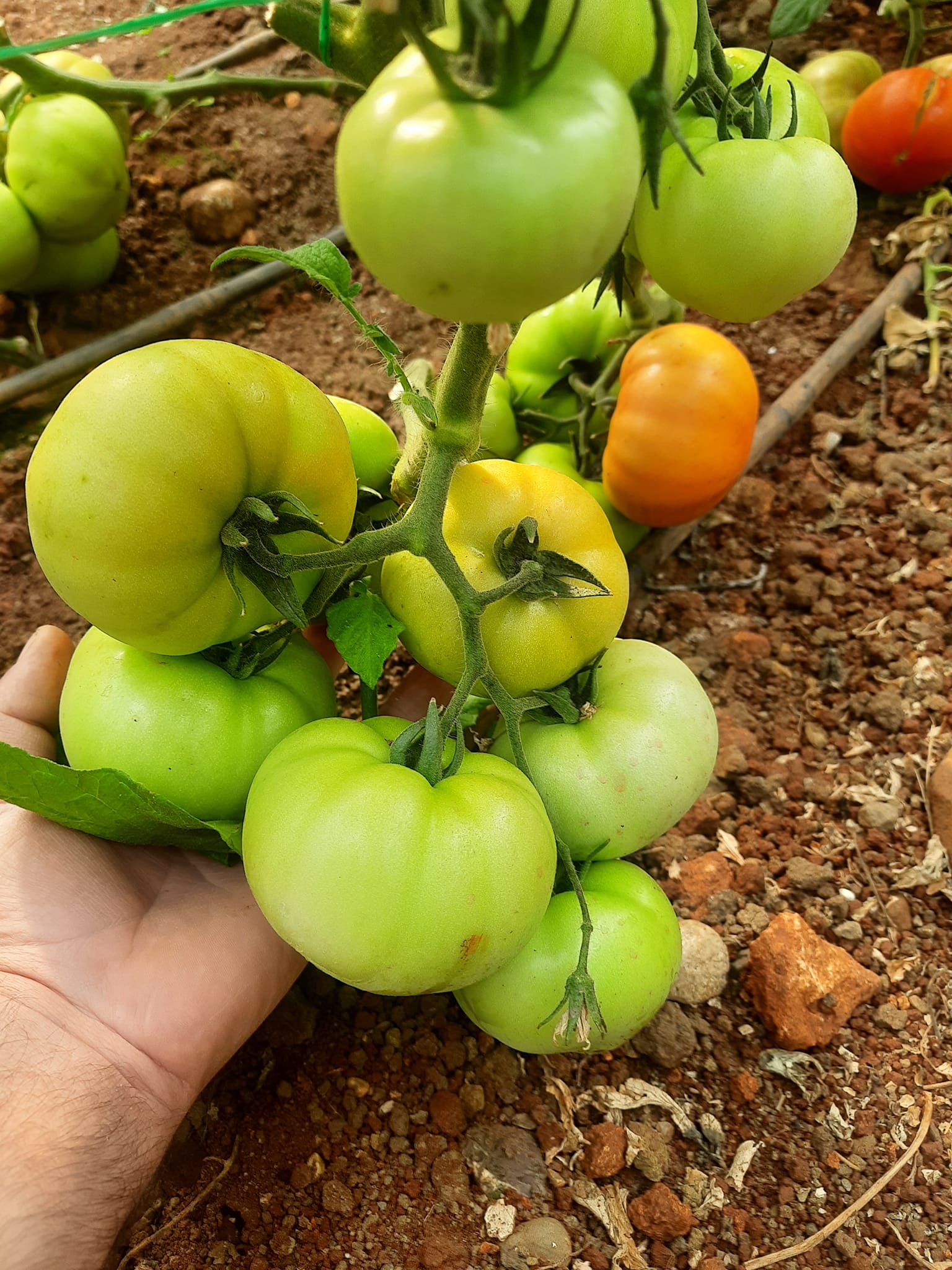 Navara F1 Domates Fidesi - Görsel 2