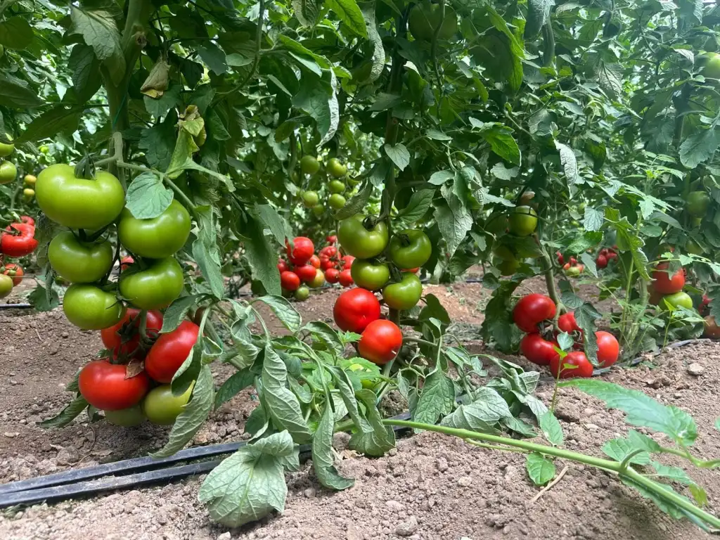 Şenol F1 Domates Fidesi