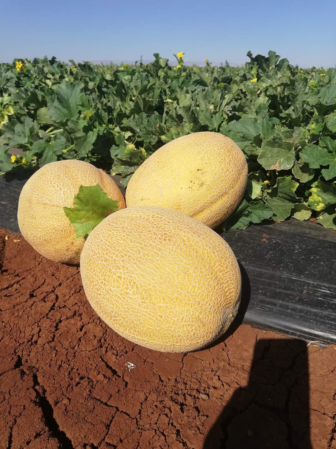 Duble F1 Kavun Fidesi