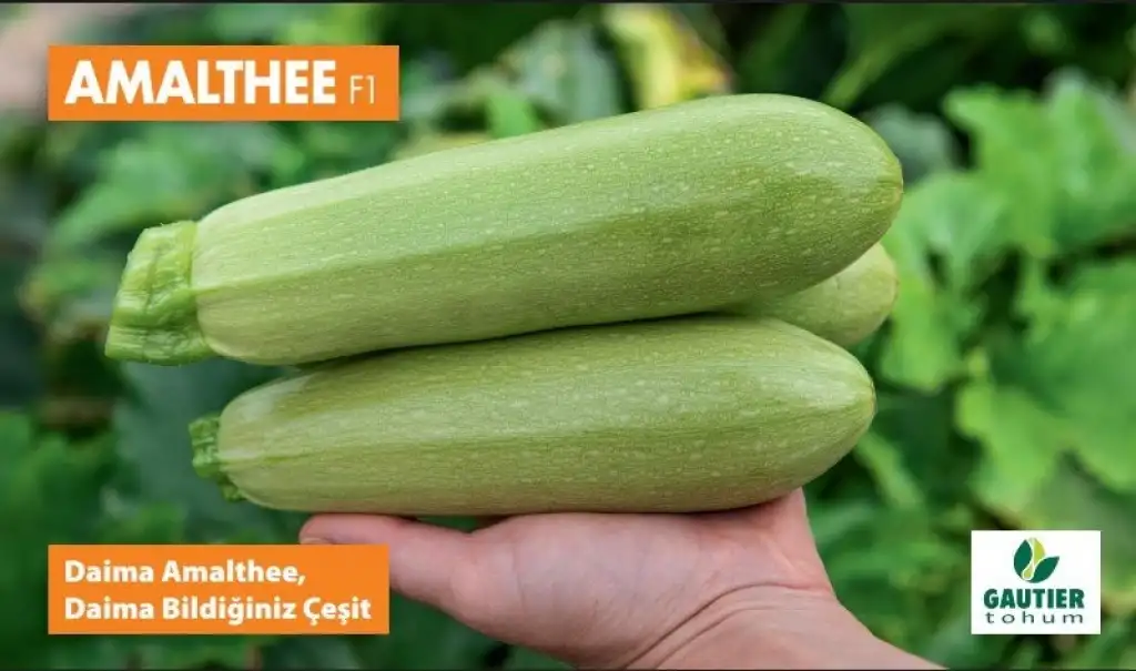 Amalthe F1 Kabak Fidesi