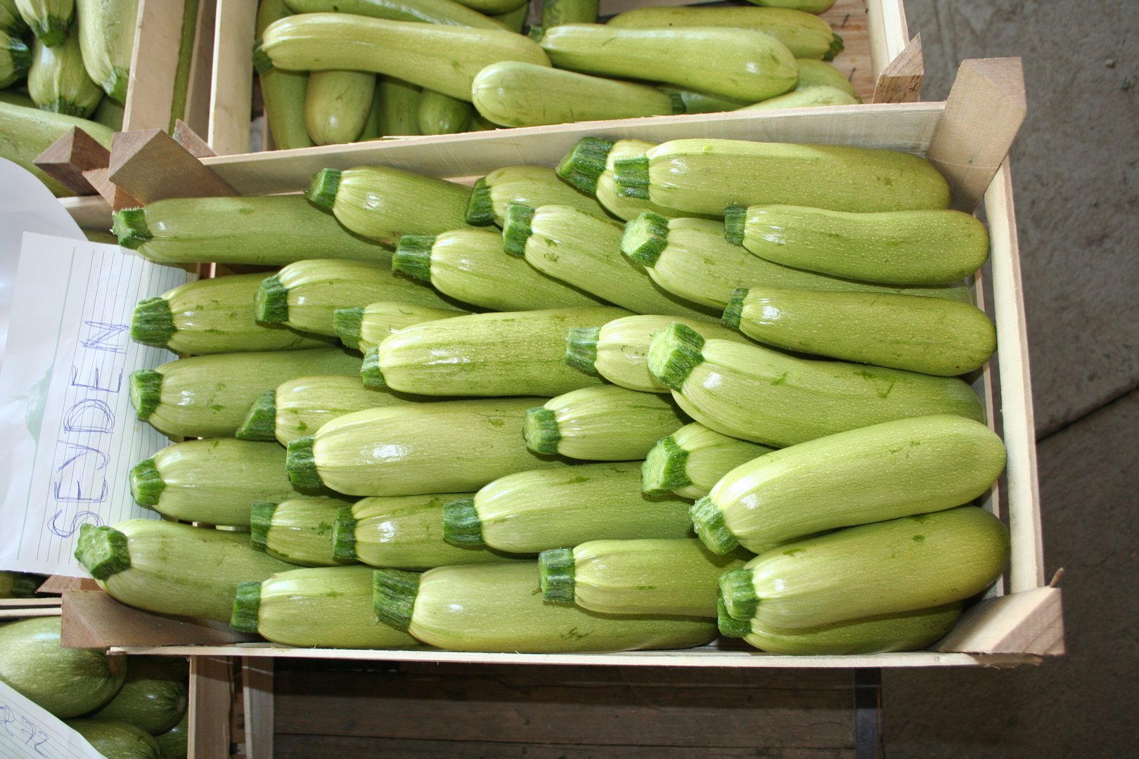 Seyden F1 Kabak Fidesi