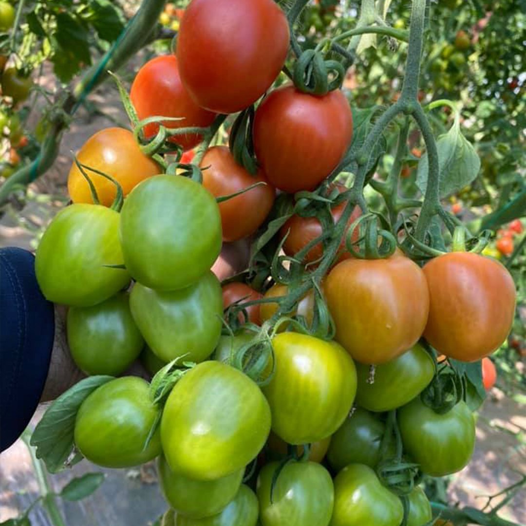 Seyit F1 Kokteyl Domates Fidesi