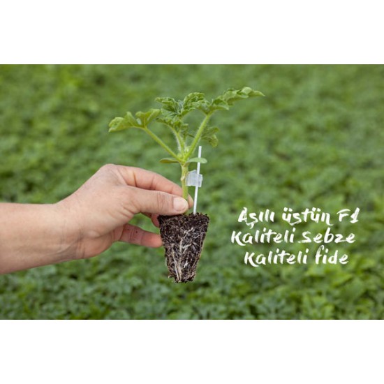 Aşılı Üstün F1 Karpuz Fidesi