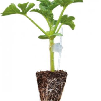 Aşılı Karpuz Fidesi - En Kaliteli Çeşitler