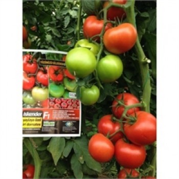 İskender F1 Domates Fidesi - Yüksek Verimli, Hastalıklara Dayanıklı Lezzet!
