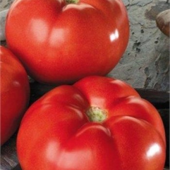 Troy F1 Oturak Domates Fidesi - Verimli ve Lezzetli Hasatlar İçin!
