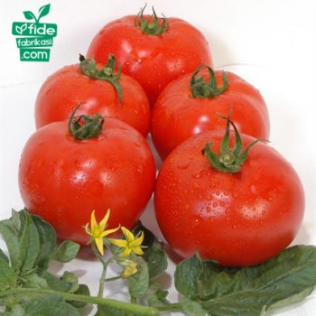 Aytina F1 Oturak Domates Fidesi - Bahçeniz İçin Yüksek Verimli Seçenek!