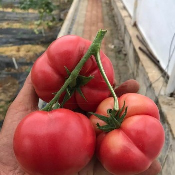 Pembe Köy F1 Domates Fidesi: Lezzetli ve Verimli Köy Domatesi Deneyimi!