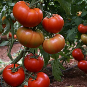 Tybeef Domates Fidesi - Yüksek Verimli, Hastalıklara Dayanıklı Çeşit