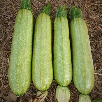 Nikita F1 Kabak Fidesi