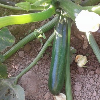 AZ 1030 F1 Siyah Kabak Fidesi