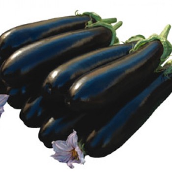 Corsica F1 Patlıcan Fidesi - Mor Işıltılı Lezzet Şöleni!