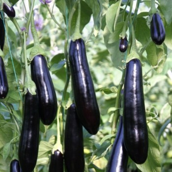 Doyran Karası F1 Patlıcan Fidesi - Erkenci ve Yüksek Verimli