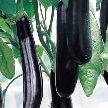 Faselis F1 Uzun Patlıcan Fidesi - Yüksek Verimli, Kaliteli Ürün!