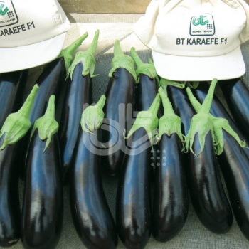 Karaefe F1: En Verimli Siyah Patlıcan Fidesi