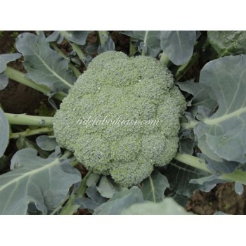 Corato F1 Brokoli Fidesi: Bahçeniz İçin Yüksek Verimli Brokoli Çeşidi