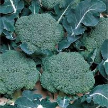 Marathon F1 Brokoli Fidesi