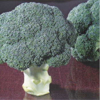 Bestiny F1 Brokoli Fidesi